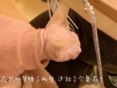 -猫腻·猫咖·撸猫馆(星光大道店)