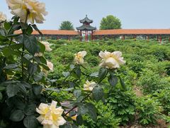 -曹州百花园