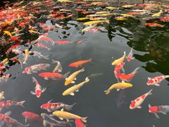 -灵福缘私房菜·农家菜(拈花湾·灵山大佛必推店)