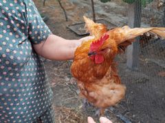 -马陆小张葡萄园农家乐