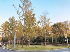 -新江湾城公园