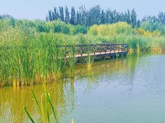 -西青郊野公园