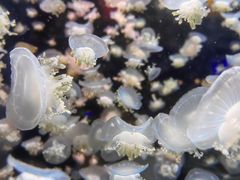 -太平洋海底世界