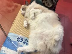 -和它·交个朋友·狗咖猫咖(爱琴海店)