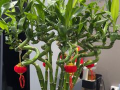 -田凤波推拿.按摩养生(幸福店)