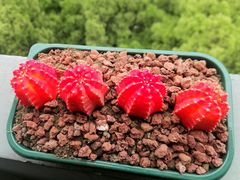 -聚串门儿·东北烧烤(信义坊店)