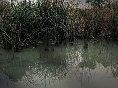 -柳鹭田园区