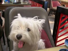 -小四川菜馆(托乐嘉店)