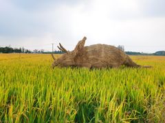 -嘉北郊野公园
