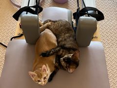 -宠颐生宠物医院·犬猫全科·皮肤科(商业街店)