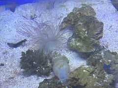 -江和美海洋公园