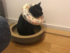 -北京赛佳动物医院