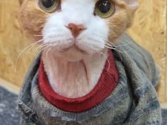 -和它·交个朋友·狗咖猫咖(爱琴海店)