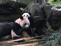 -都江堰中华大熊猫苑