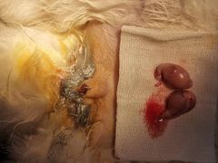 -关爱宠物医院·猫科中心·消化科(滨湖万达分院)