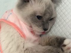 -灵美宠物诊所