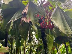 -植物园哈利亚餐厅