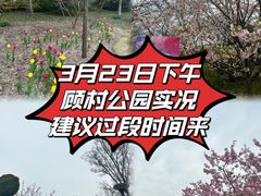 -顾村公园