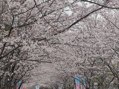 -高东镇樱花园