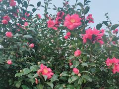 -白塘生态植物园