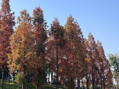 -成都保利公园皇冠假日酒店(熊猫基地店)