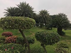 -大湾区中央湿地公园