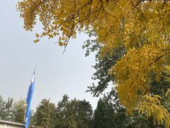 -三里屯东五街银杏大道