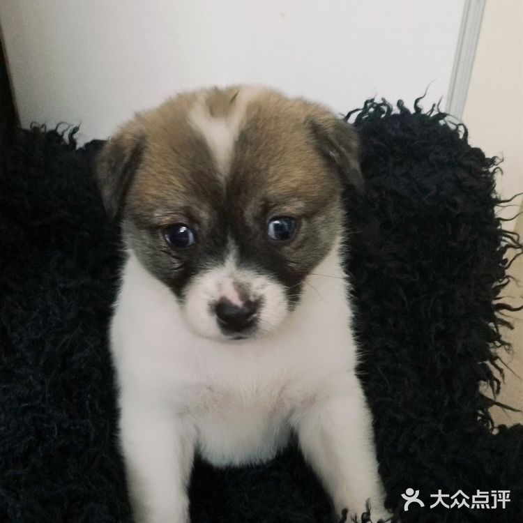 今天又收留一个小活宝 下午去朋友厂里有事，看见她厂里