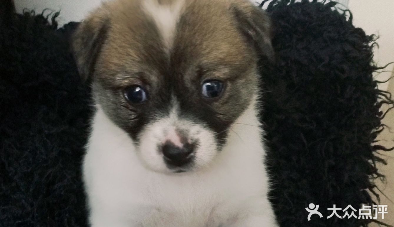 今天又收留一个小活宝 下午去朋友厂里有事，看见她厂里