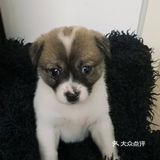 今天又收留一个小活宝 下午去朋友厂里有事，看见她厂里