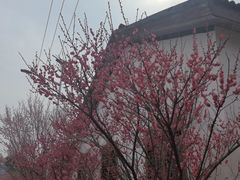 -石塘人家