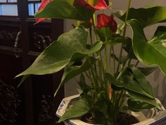 -羲和雅苑•北京烤鸭(平安国际金融中心店)