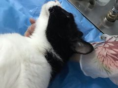 -纳吉亚猫专科动物诊疗中心(蒋宅口分院)