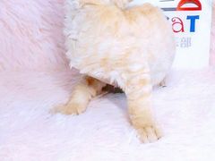-十年猫舍·猫咪专门店(普陀店)
