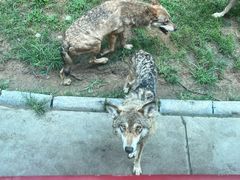 -北京野生动物园