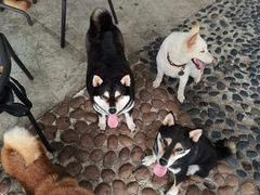 -柴犬高等学院·狗咖·柴犬售卖·宠物训练