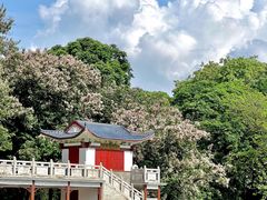-金花茶公园