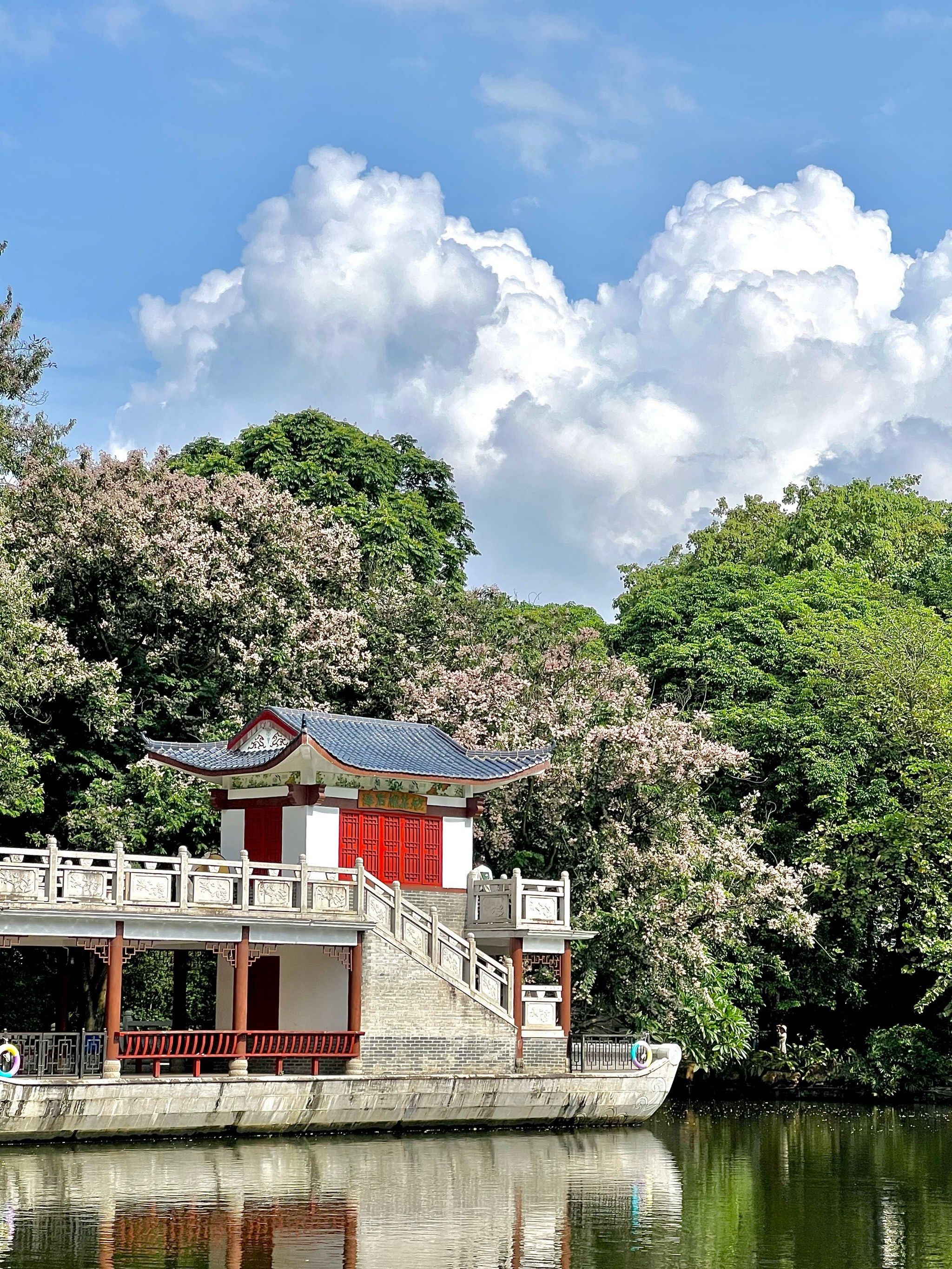 南宁金茶花公园 宝藏公园呀!