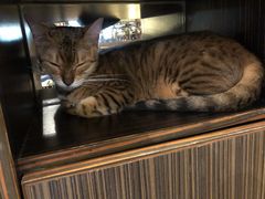 -more than meow吴止猫主题餐厅(承德 中船汇店)