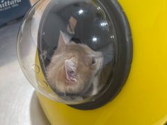 -米苏动物医院·犬猫专科·骨科外科内窥镜