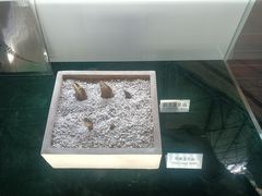 -诸城市恐龙博物馆