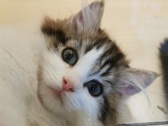 -momokira米努特·德文卷毛猫·棉花面纱犬