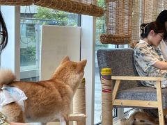 -南京Hallo宠物乐园·哈罗犬舍·柴犬繁育基地