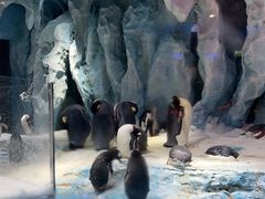 -帝企鹅自助餐厅•儿童岛•真企鹅(长隆企鹅酒店)