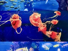 -西安曲江海洋极地公园
