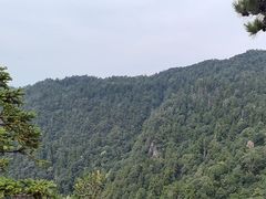 -天目山大树王景区