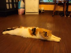 -猫岛主趣味餐厅(鼓浪屿店)