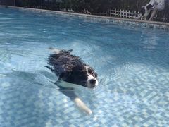 -汪说喵讲宠物乐园宠物酒店(红星美凯龙店)