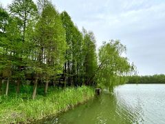 -溱湖国家湿地公园