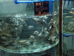 -香坝坝鲜鱼火锅(春熙路店)